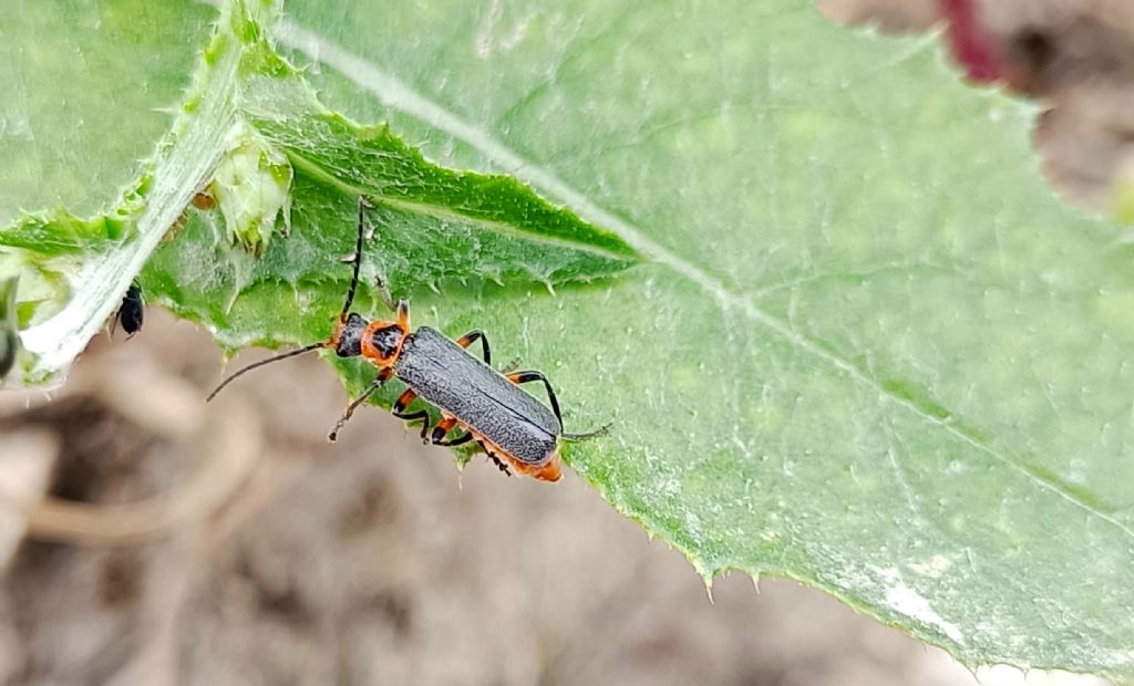 Cantharidae medio-orientale